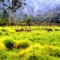 Bunga –Bunga Rawa di Ranca Upas