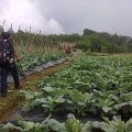 Hiking Ringan Menyegarkan Mata ke Cikareumbi, Lembang