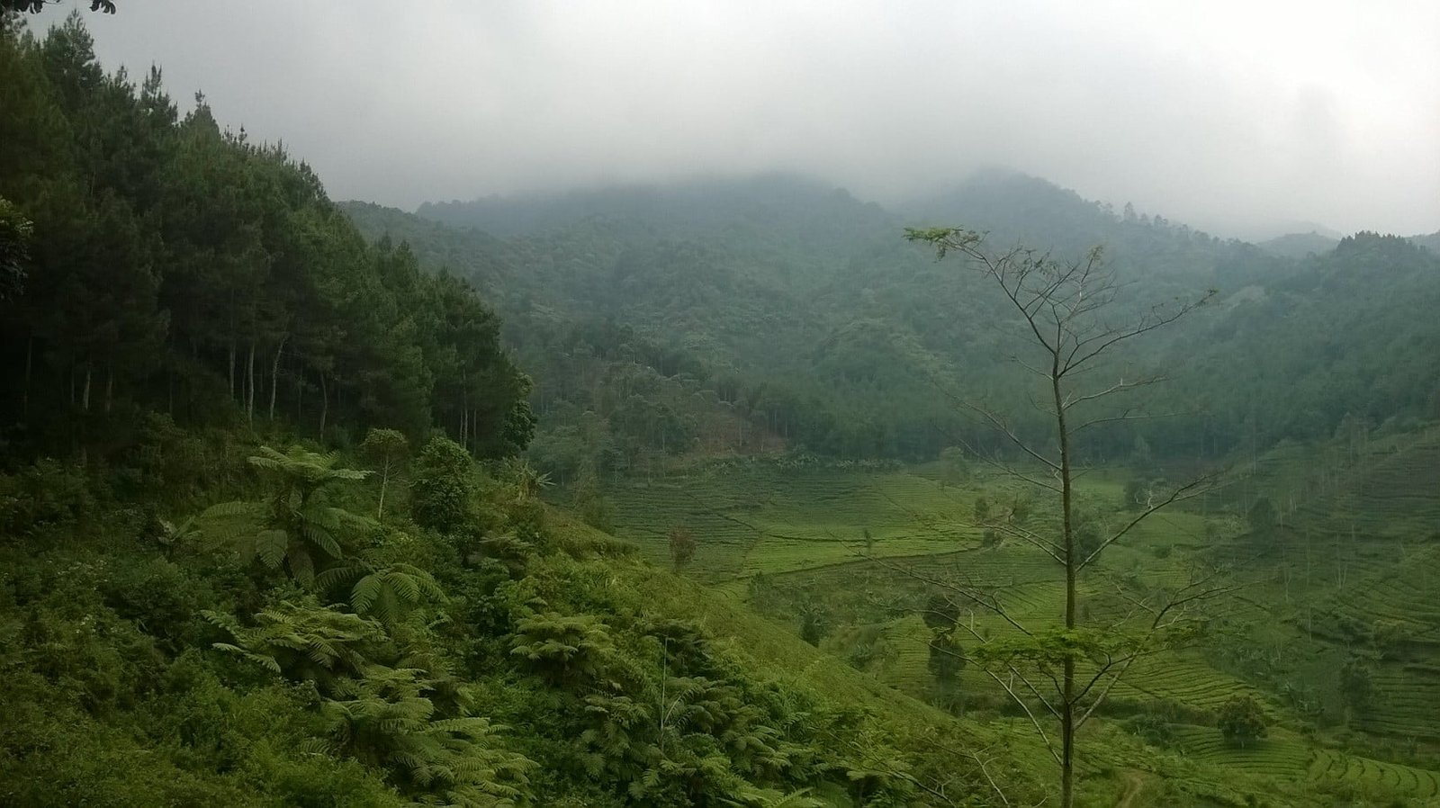 Mutiara Terpendam di Lereng Burangrang