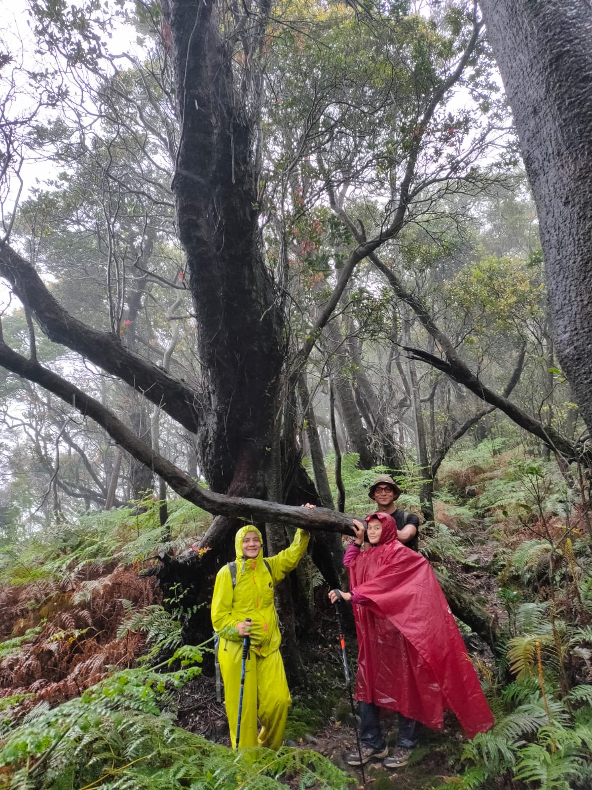 Merayap ke Kawah Saat,  Bersimpuh ke Gunung Sepuh