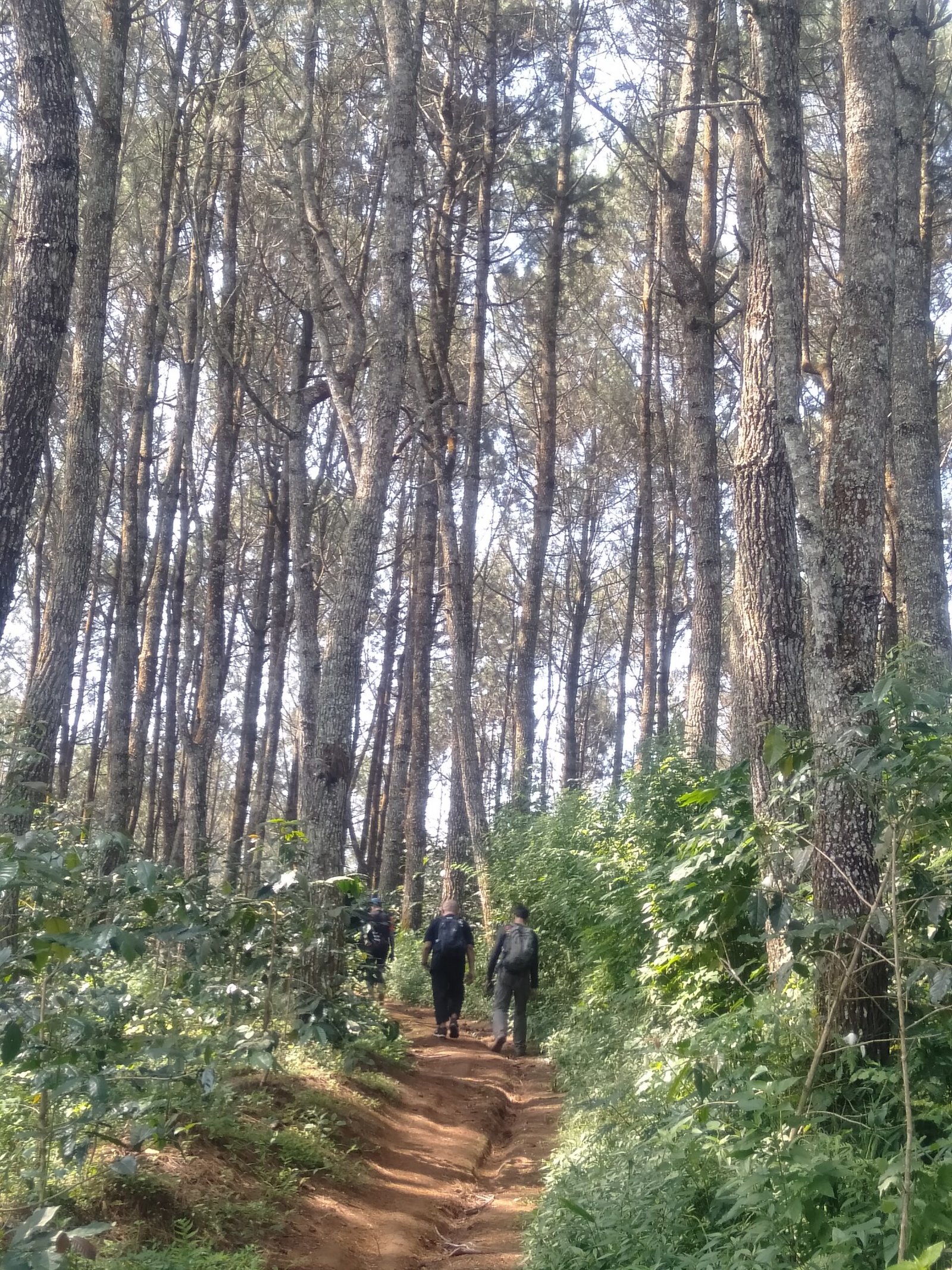 Lupakan Tahura, Ini Tempat Hiking Terbaik dekat Bandung